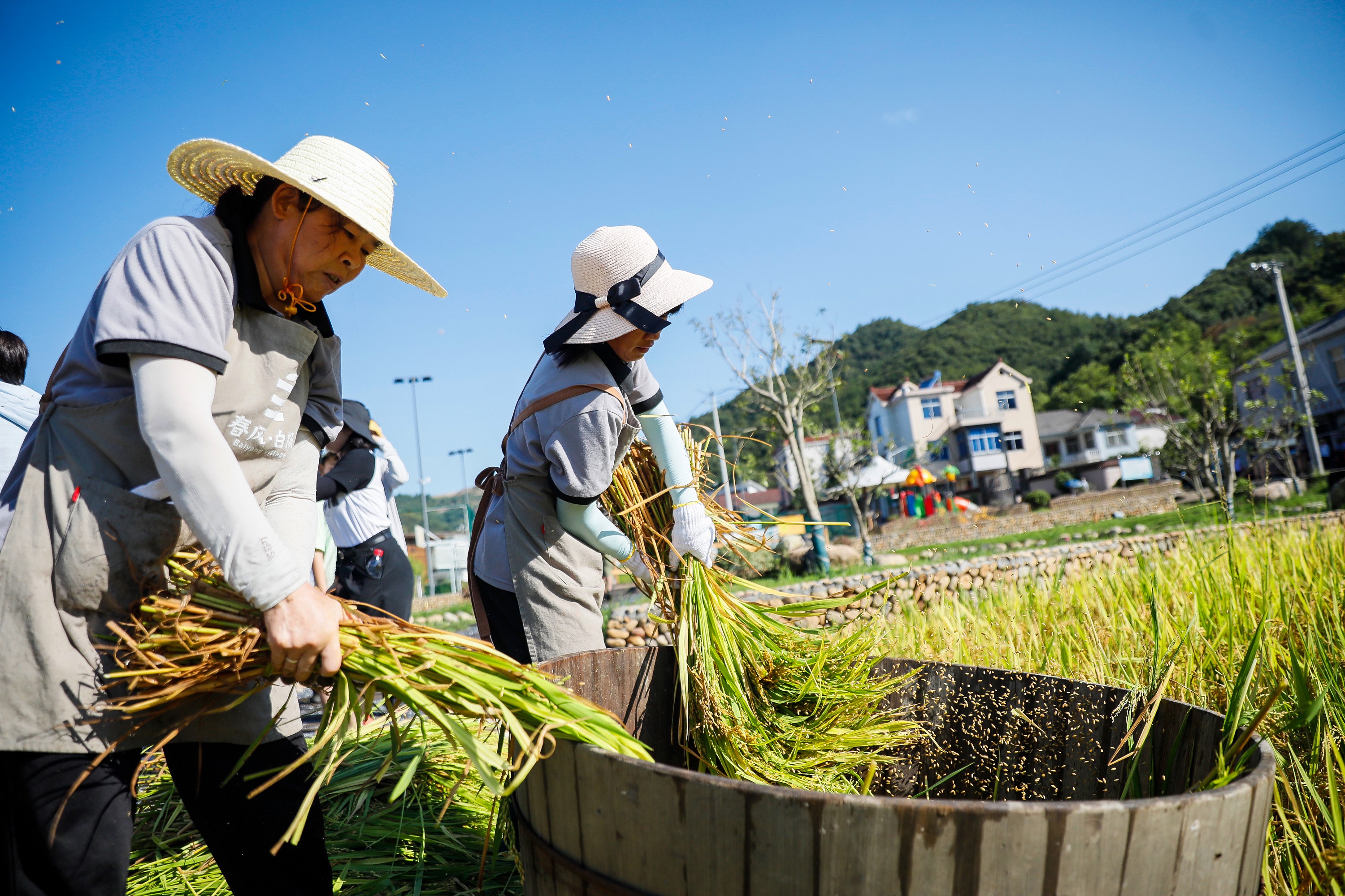 白杨早稻开镰 村民共庆丰收(分离图)98(3025803)-20220726092017.jpg